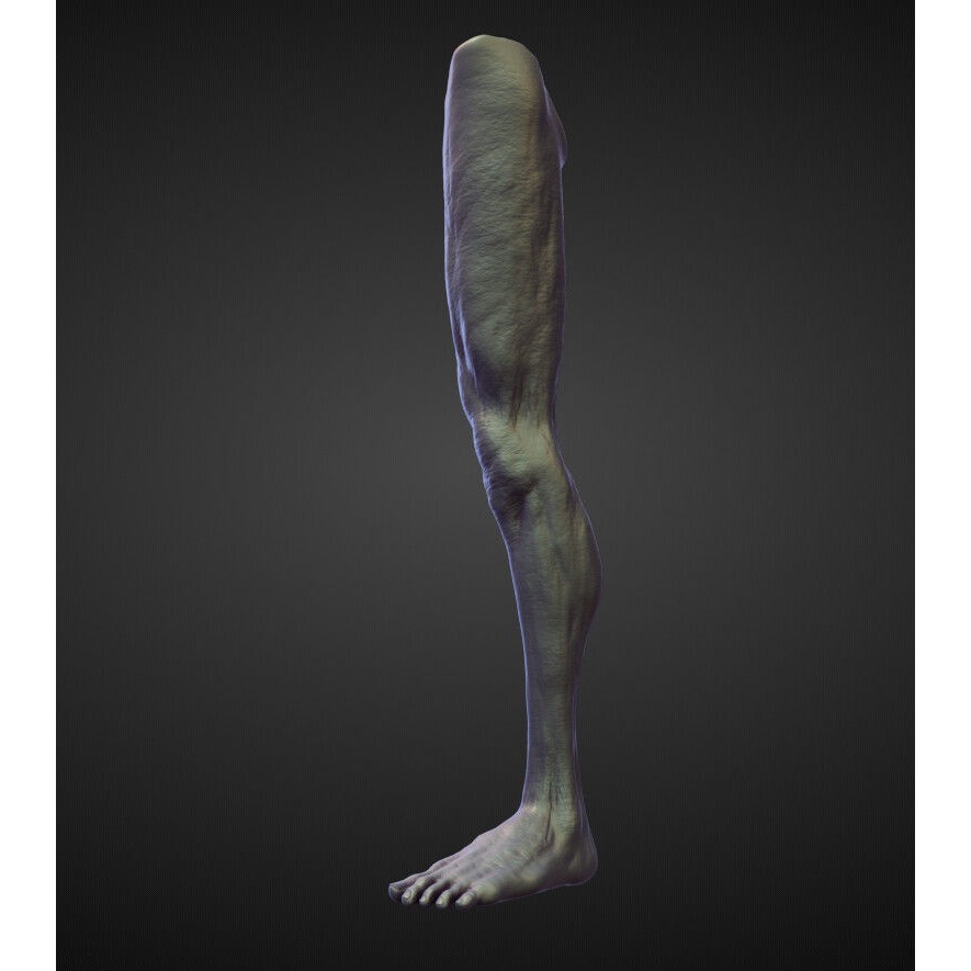 Legs 3D Model – High Poly Character Sculpt Pack for Blender - View 24