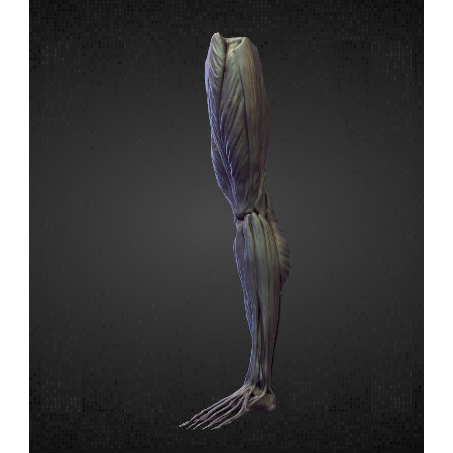 Legs 3D Model – High Poly Character Sculpt Pack for Blender - View 26