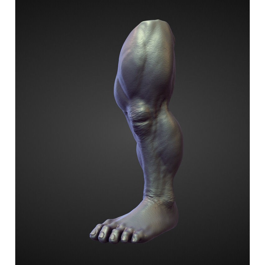 Legs 3D Model – High Poly Character Sculpt Pack for Blender - View 29