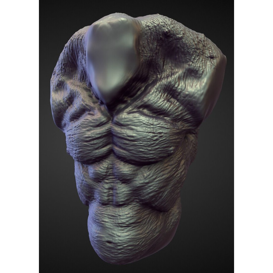 High Poly Torso 3D Model – Character Anatomy Sculpt Pack, Blender & OBJ - View 11