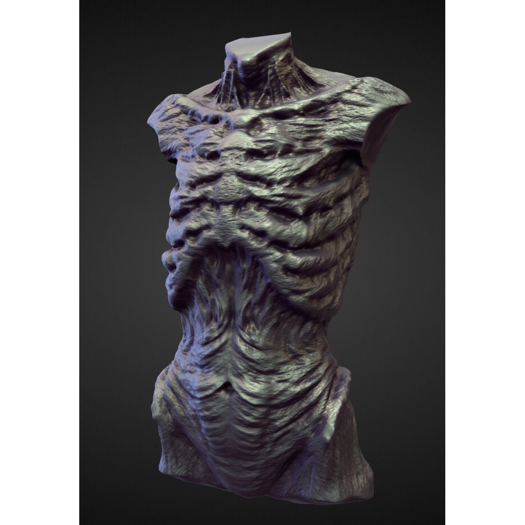 High Poly Torso 3D Model – Character Anatomy Sculpt Pack, Blender & OBJ - View 20