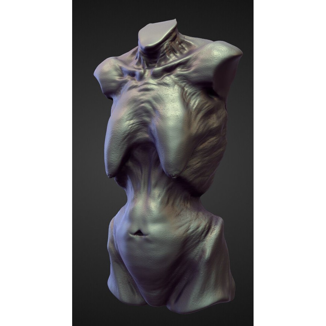 High Poly Torso 3D Model – Character Anatomy Sculpt Pack, Blender & OBJ - View 27