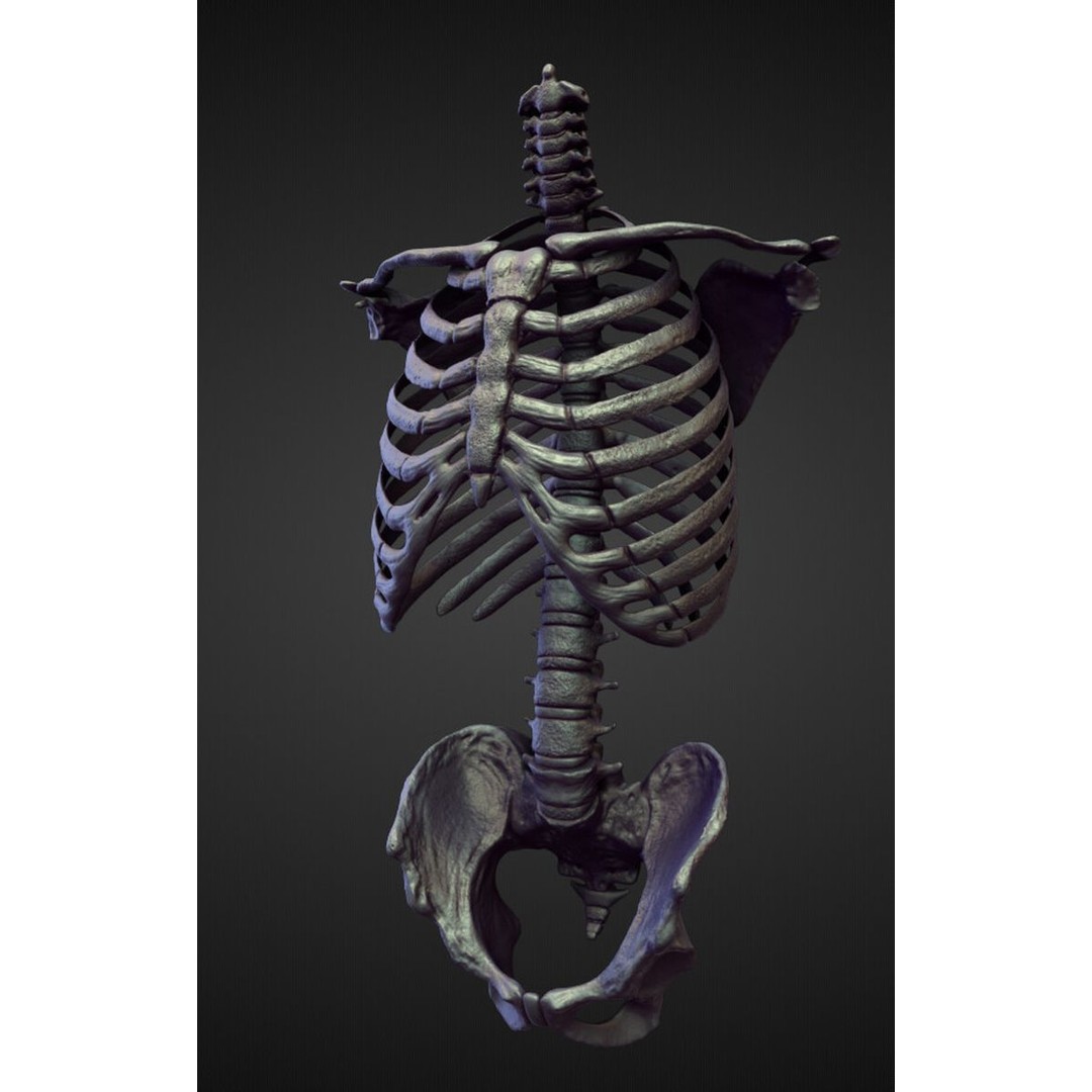 High Poly Torso 3D Model – Character Anatomy Sculpt Pack, Blender & OBJ - View 29