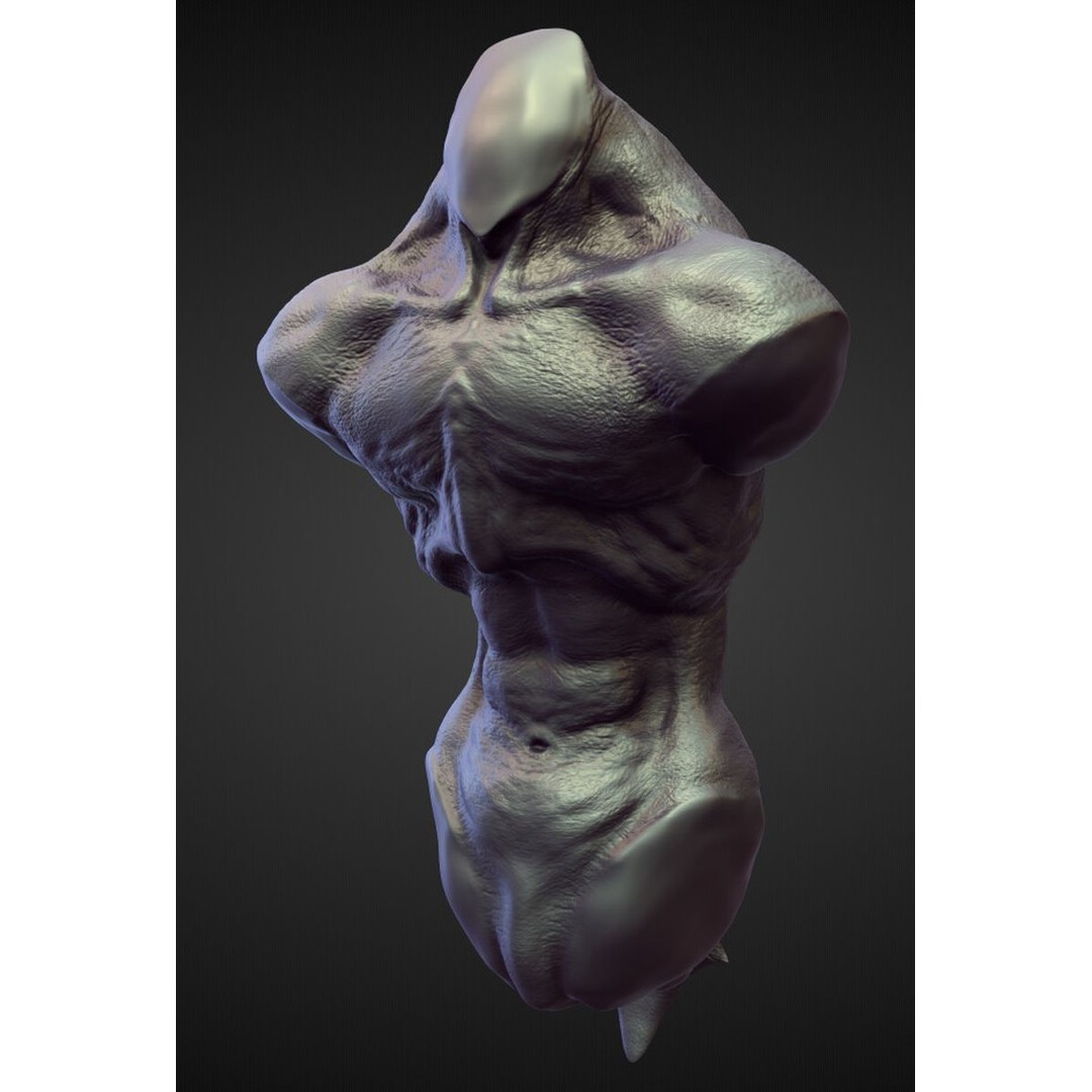 High Poly Torso 3D Model – Character Anatomy Sculpt Pack, Blender & OBJ - View 8