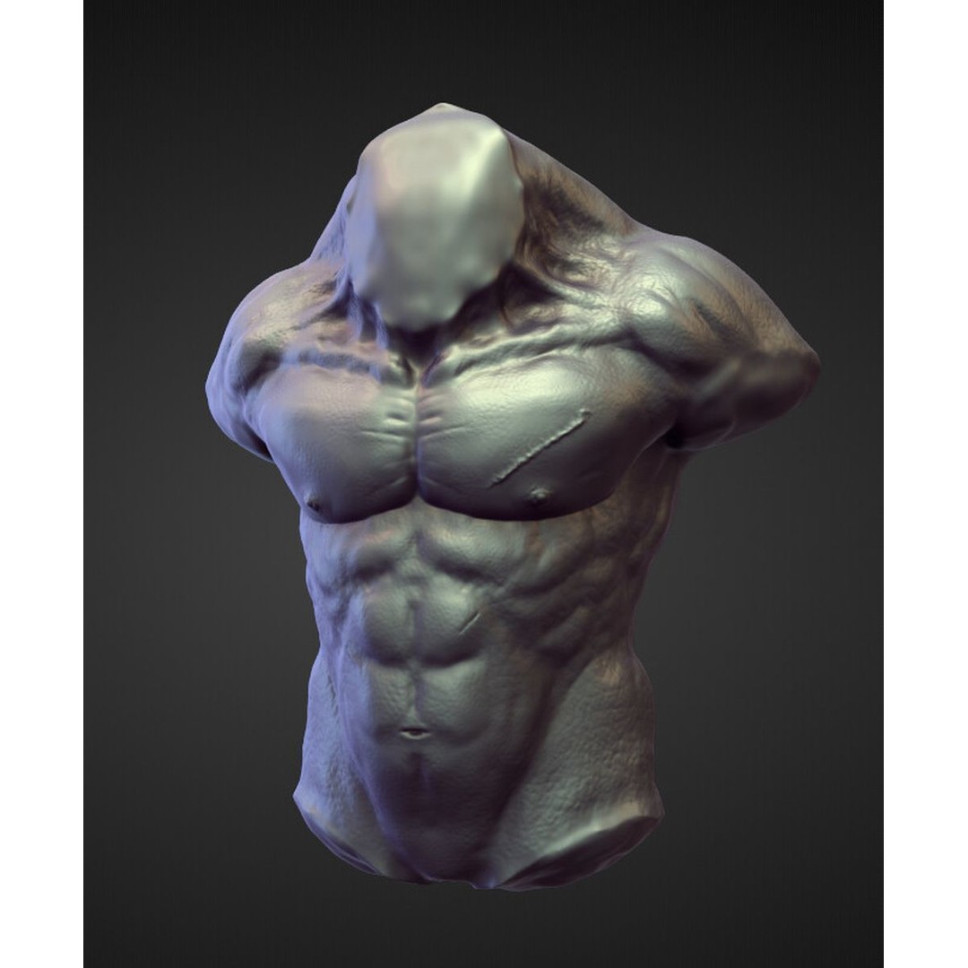 High Poly Torso 3D Model – Character Anatomy Sculpt Pack, Blender & OBJ - View 9