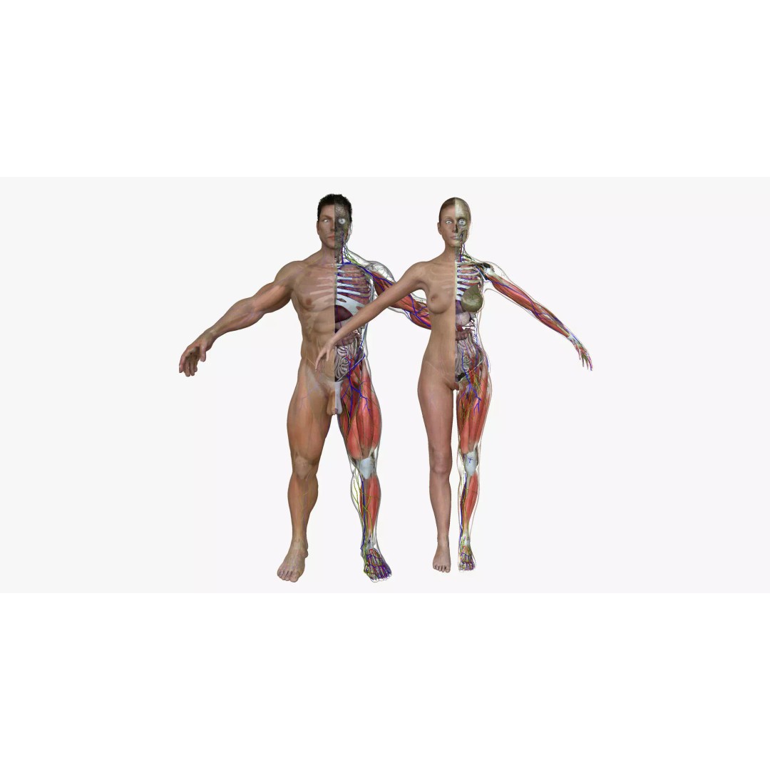 Ultimate Male and Female Anatomy 3D Model – Low Poly Medical Asset, FBX, OBJ, Blender