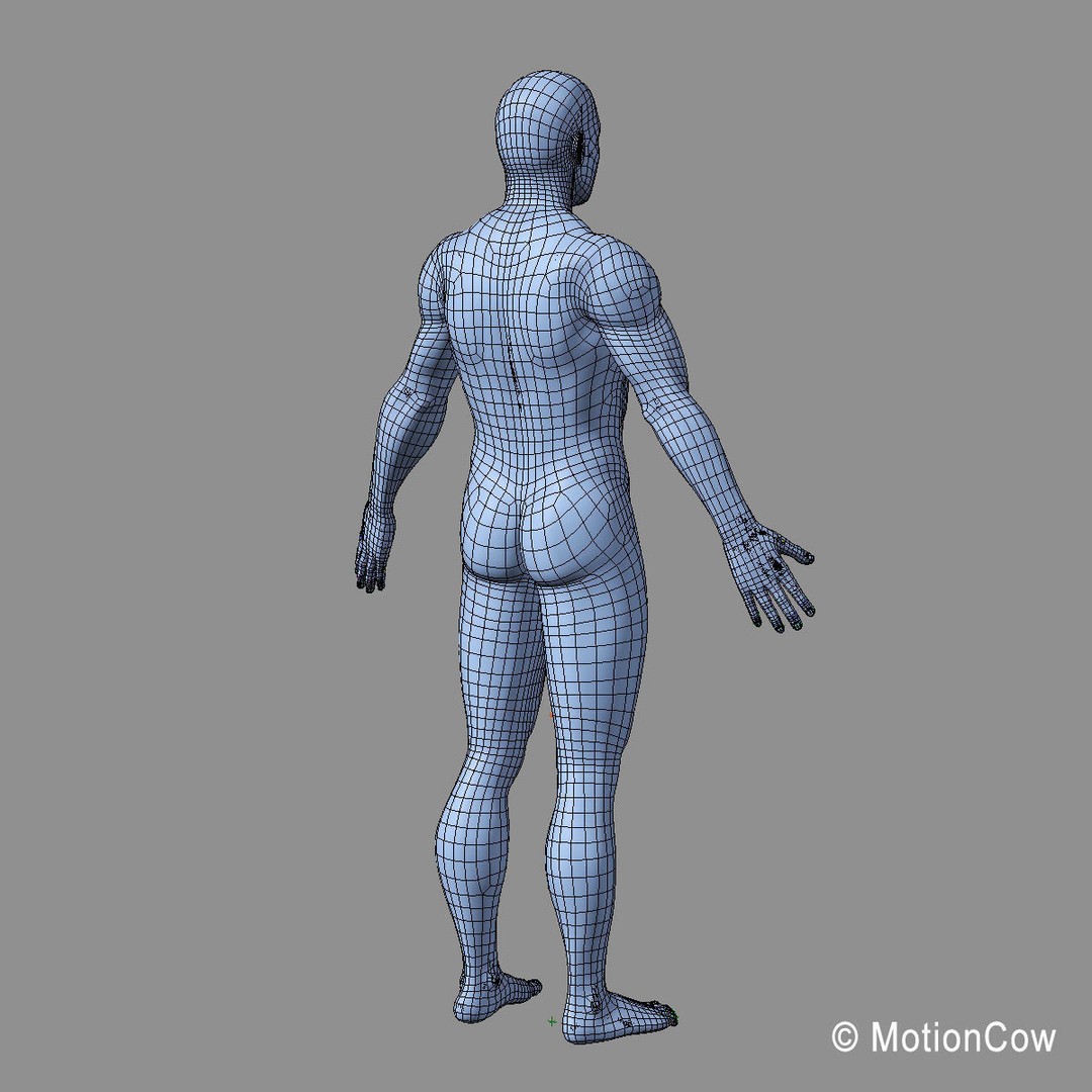 Human Anatomy 3D Model – Detailed Skeletal and Organ Systems, FBX