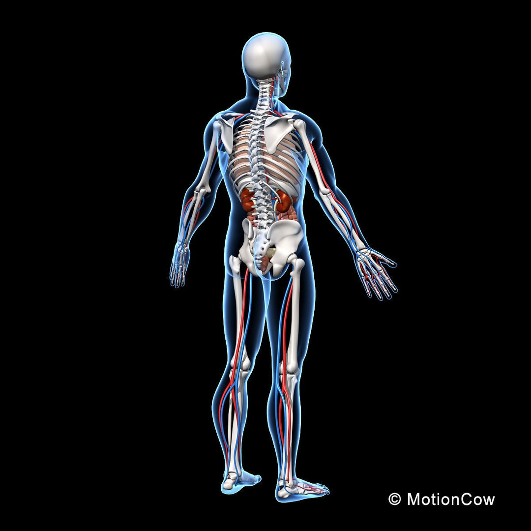 Human Anatomy 3D Model – Detailed Skeletal and Organ Systems, FBX - View 10