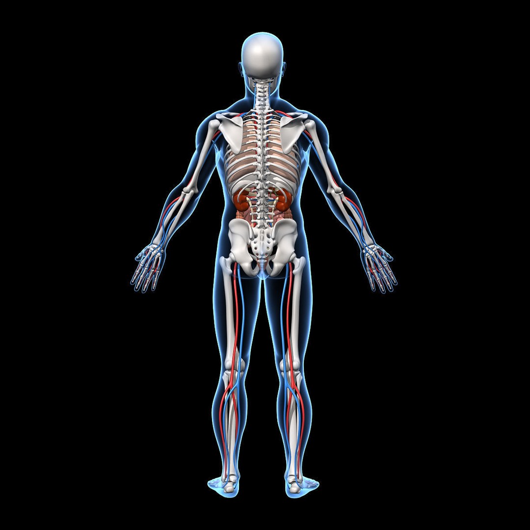 Human Anatomy 3D Model – Detailed Skeletal and Organ Systems, FBX - View 11