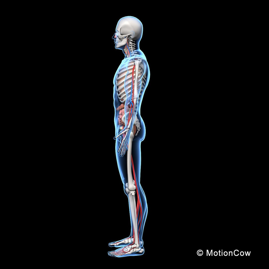 Human Anatomy 3D Model – Detailed Skeletal and Organ Systems, FBX - View 12