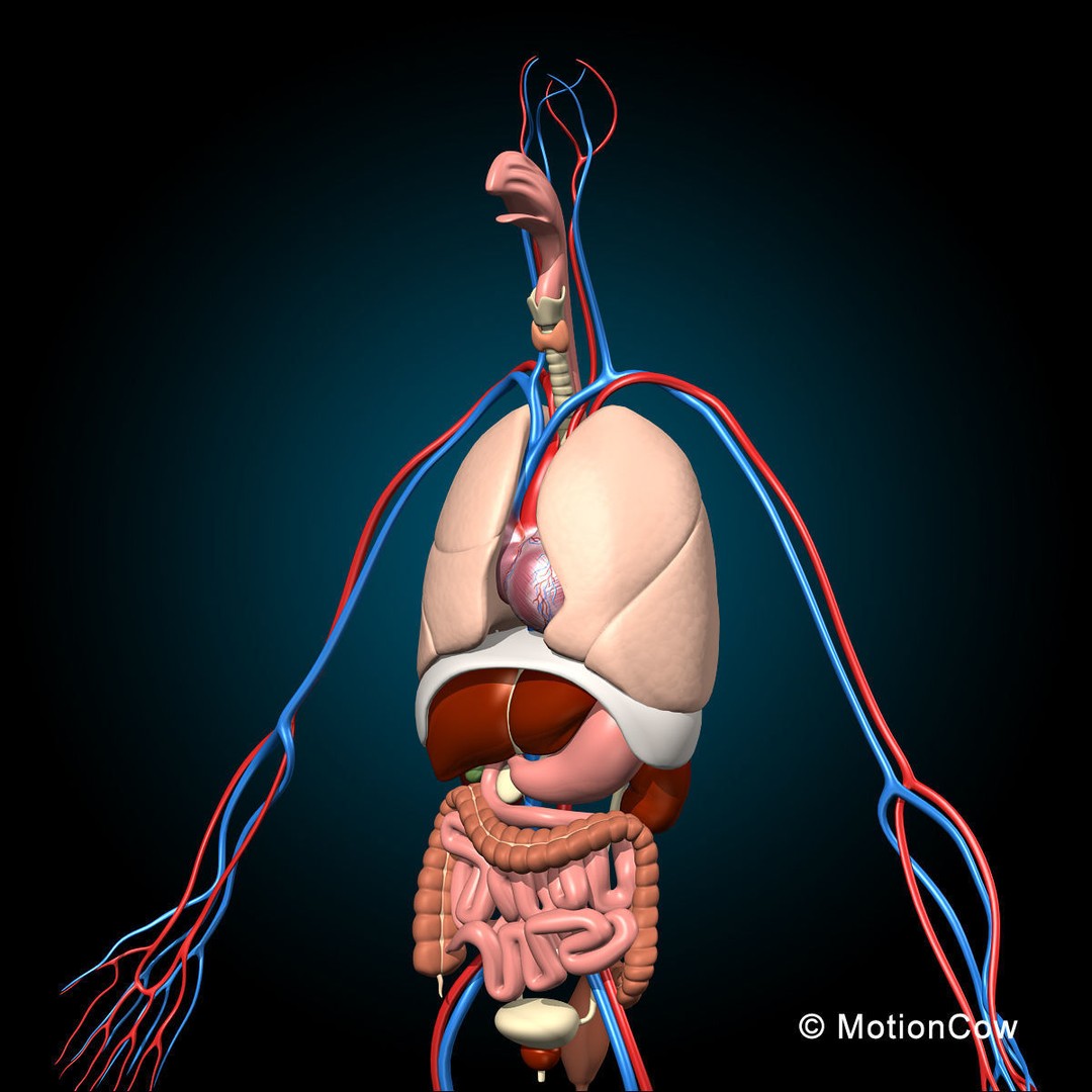 Human Anatomy 3D Model – Detailed Skeletal and Organ Systems, FBX - View 13