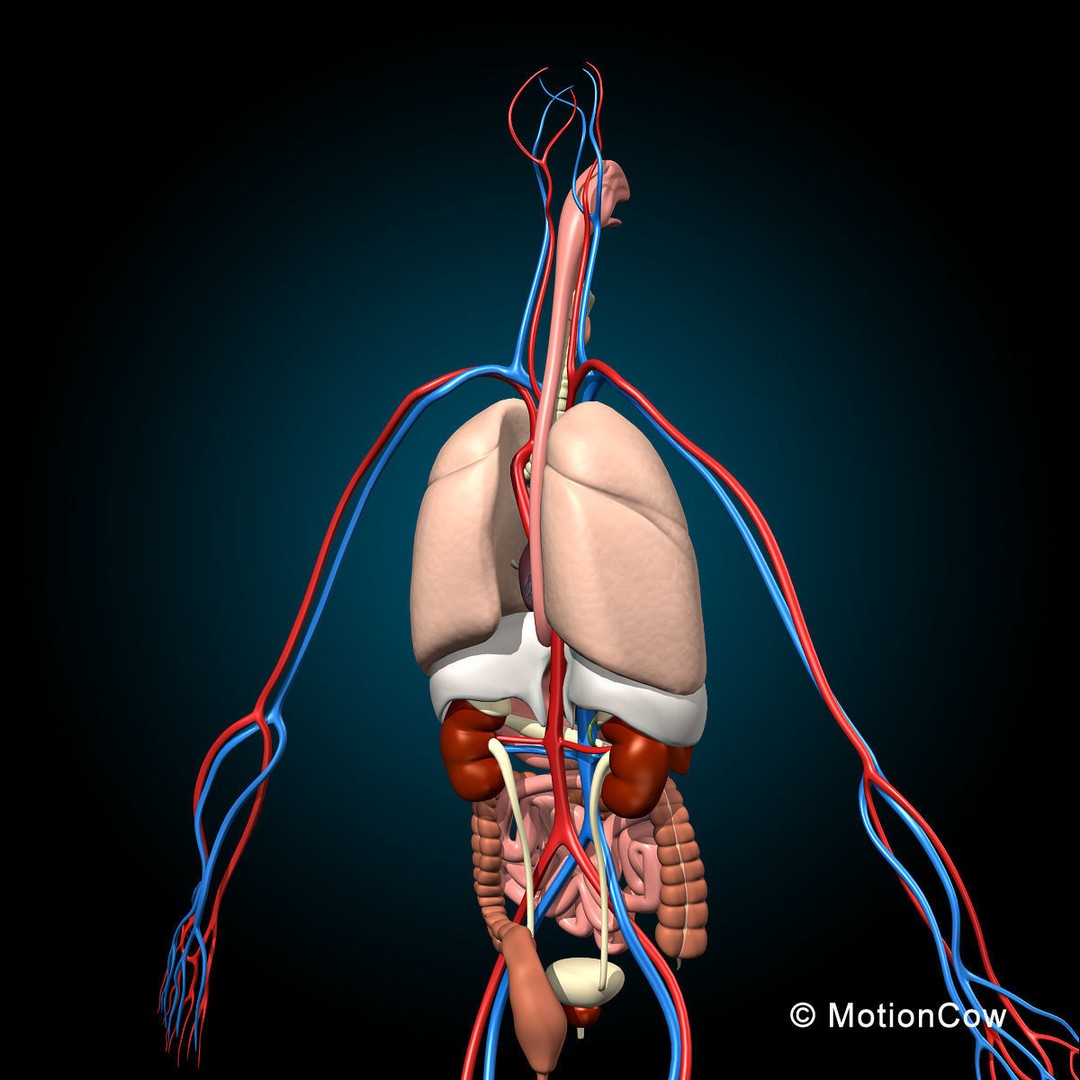 Human Anatomy 3D Model – Detailed Skeletal and Organ Systems, FBX - View 14