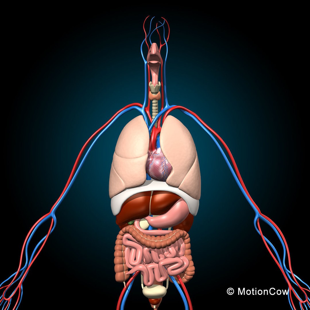 Human Anatomy 3D Model – Detailed Skeletal and Organ Systems, FBX - View 15