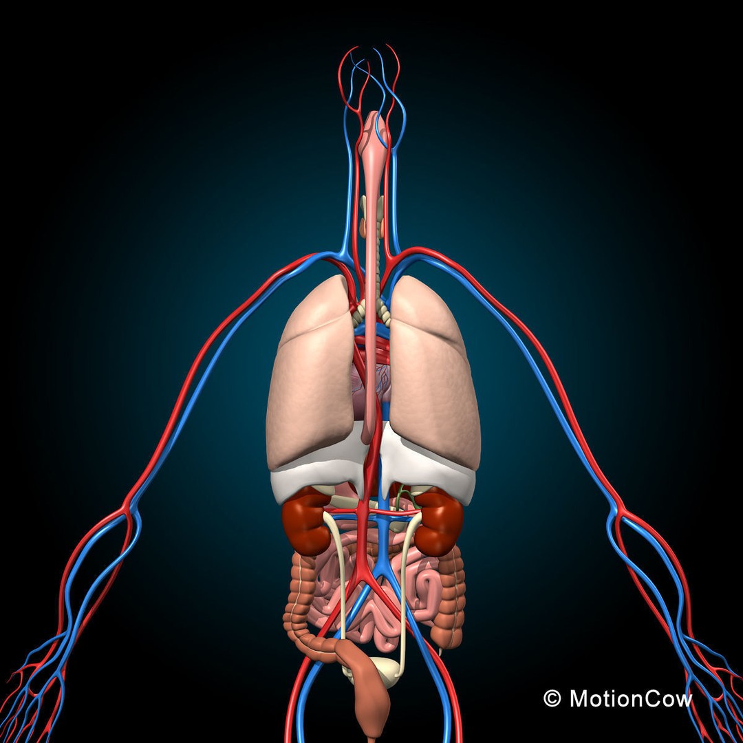 Human Anatomy 3D Model – Detailed Skeletal and Organ Systems, FBX - View 16