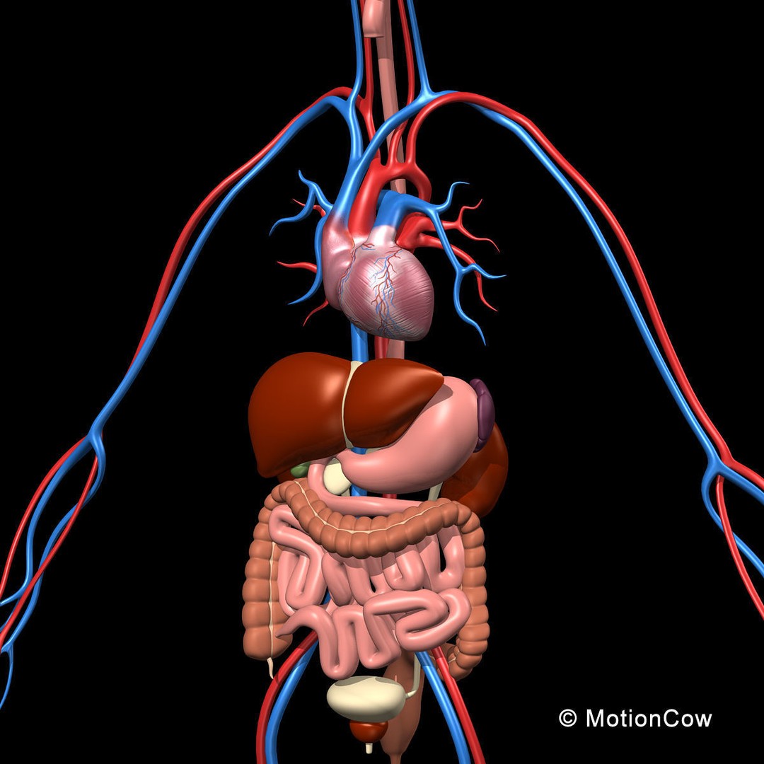 Human Anatomy 3D Model – Detailed Skeletal and Organ Systems, FBX - View 17
