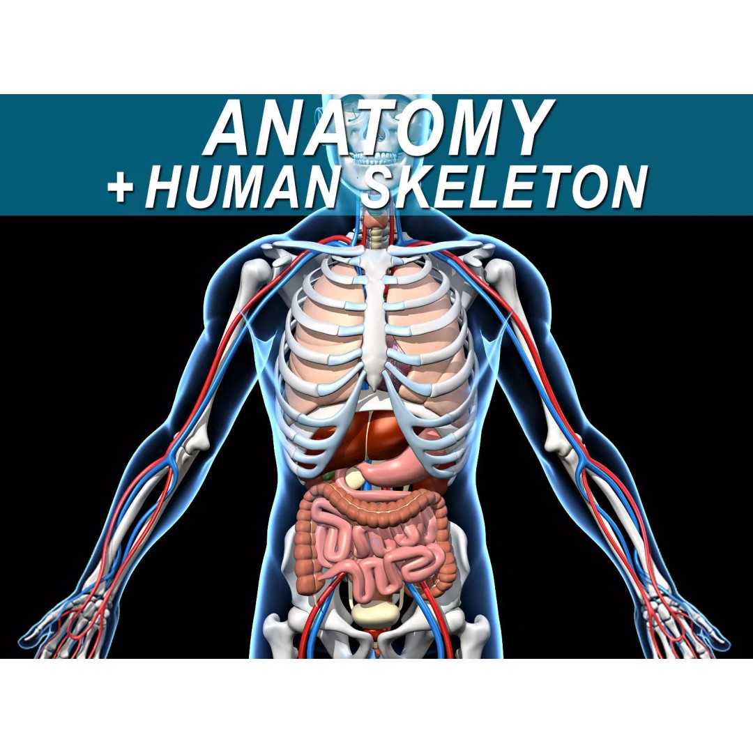 Human Anatomy 3D Model – Detailed Skeletal and Organ Systems, FBX - View 2