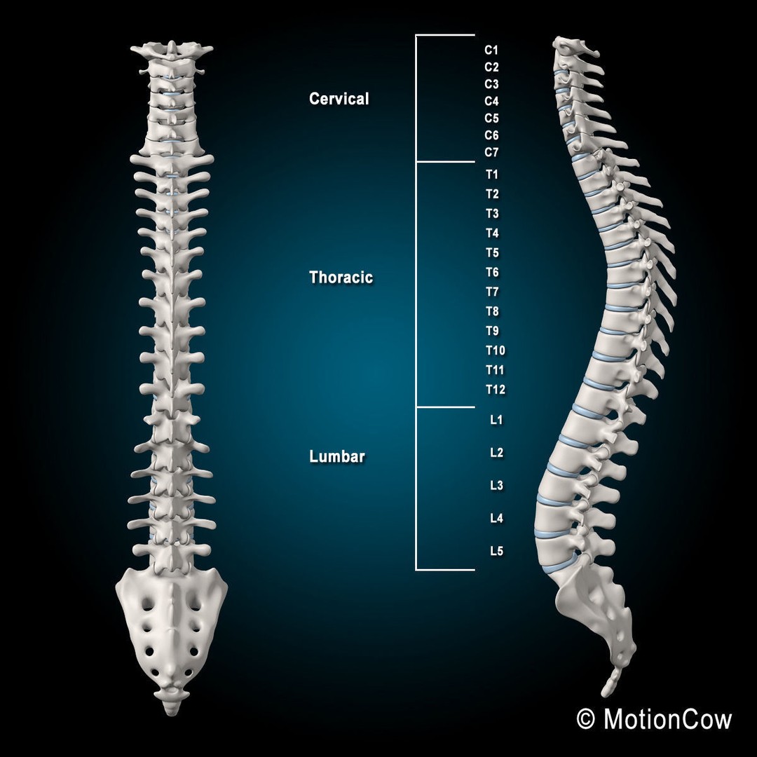 Human Anatomy 3D Model – Detailed Skeletal and Organ Systems, FBX - View 29