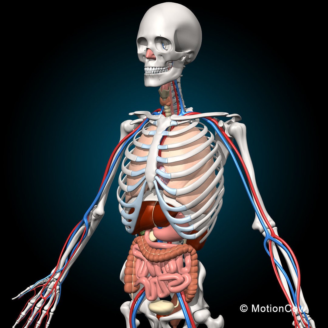 Human Anatomy 3D Model – Detailed Skeletal and Organ Systems, FBX - View 3