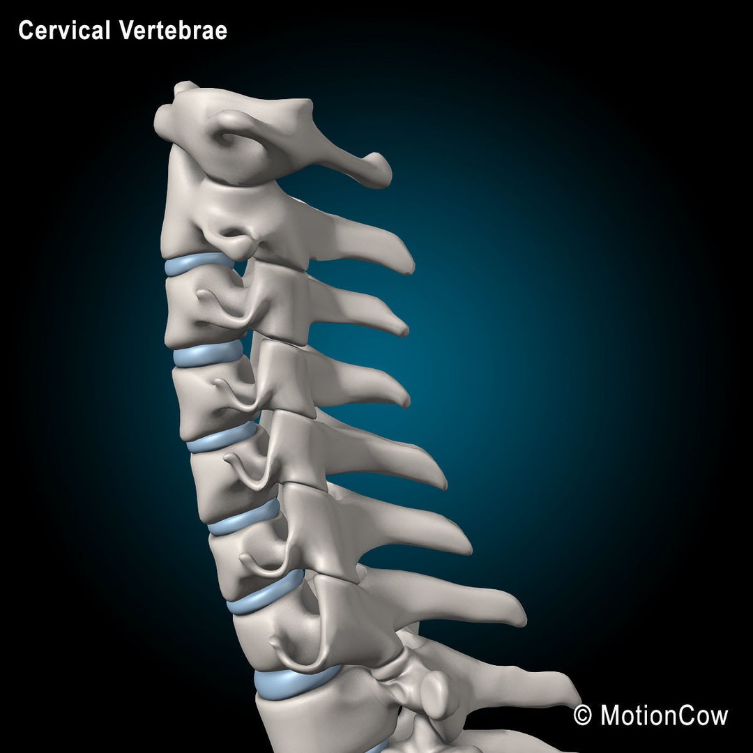 Human Anatomy 3D Model – Detailed Skeletal and Organ Systems, FBX - View 30