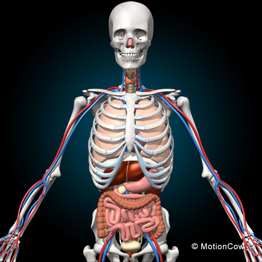 Human Anatomy 3D Model – Detailed Skeletal and Organ Systems, FBX - View 4
