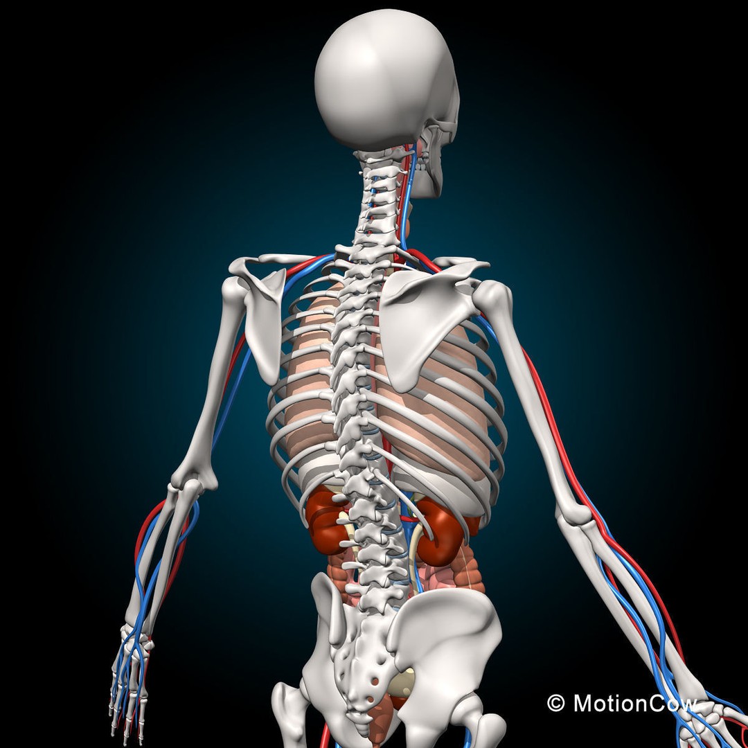 Human Anatomy 3D Model – Detailed Skeletal and Organ Systems, FBX - View 5