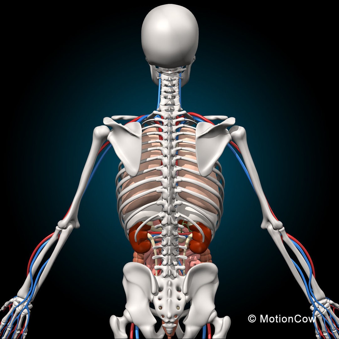 Human Anatomy 3D Model – Detailed Skeletal and Organ Systems, FBX - View 6