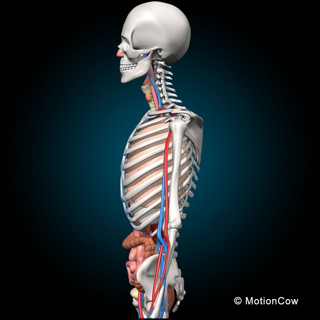 Human Anatomy 3D Model – Detailed Skeletal and Organ Systems, FBX - View 7
