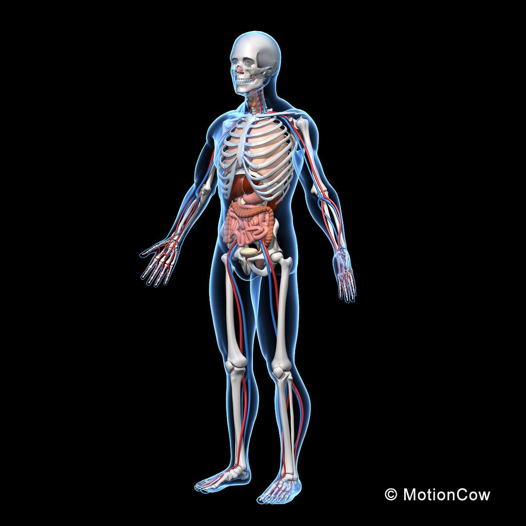 Human Anatomy 3D Model – Detailed Skeletal and Organ Systems, FBX - View 8
