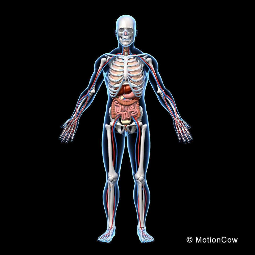 Human Anatomy 3D Model – Detailed Skeletal and Organ Systems, FBX - View 9