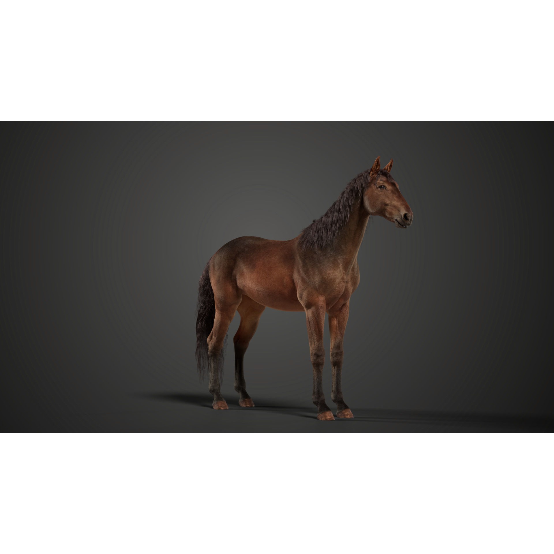 Brown Horse Animation - Game-Ready 3D Model - View 12
