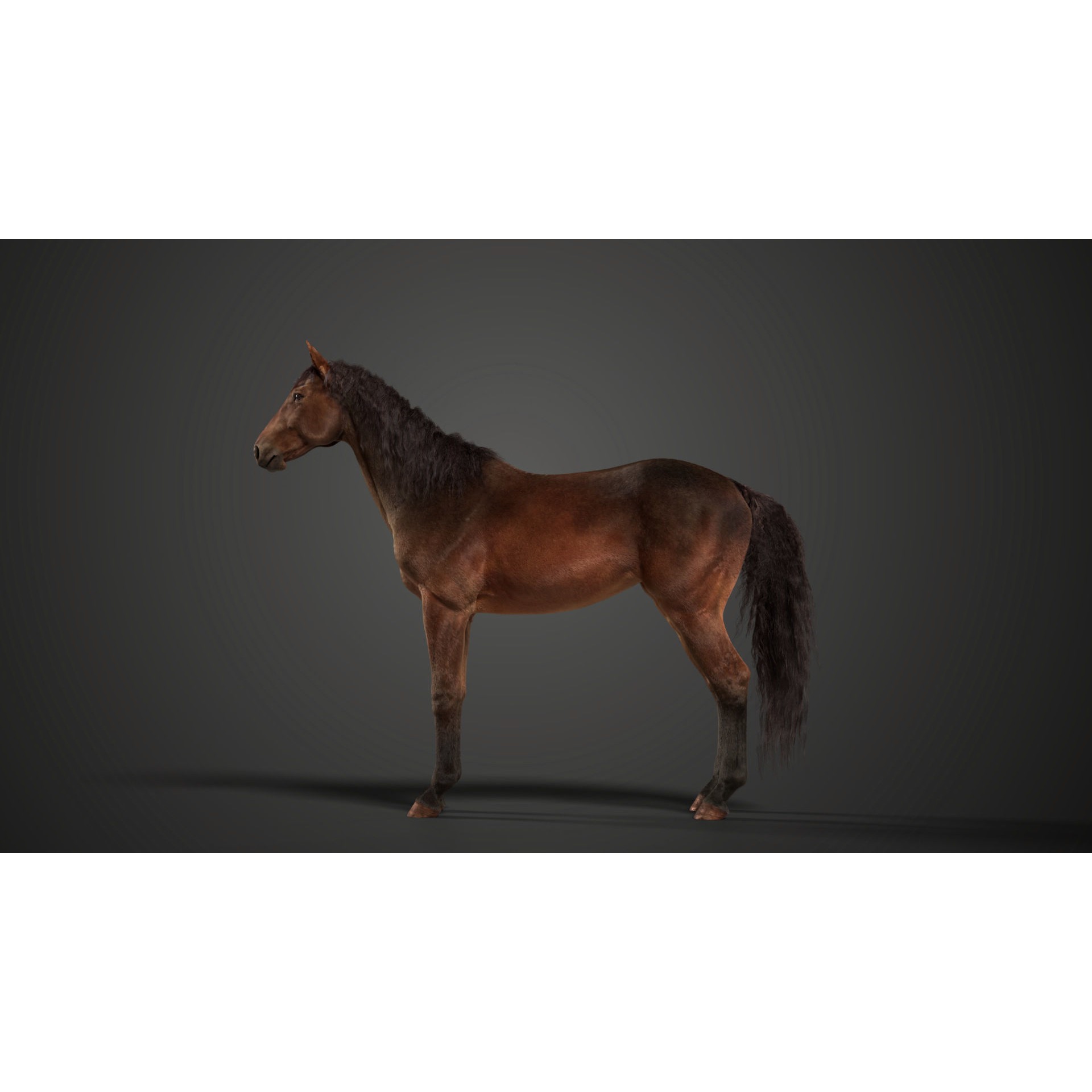 Brown Horse Animation - Game-Ready 3D Model - View 8