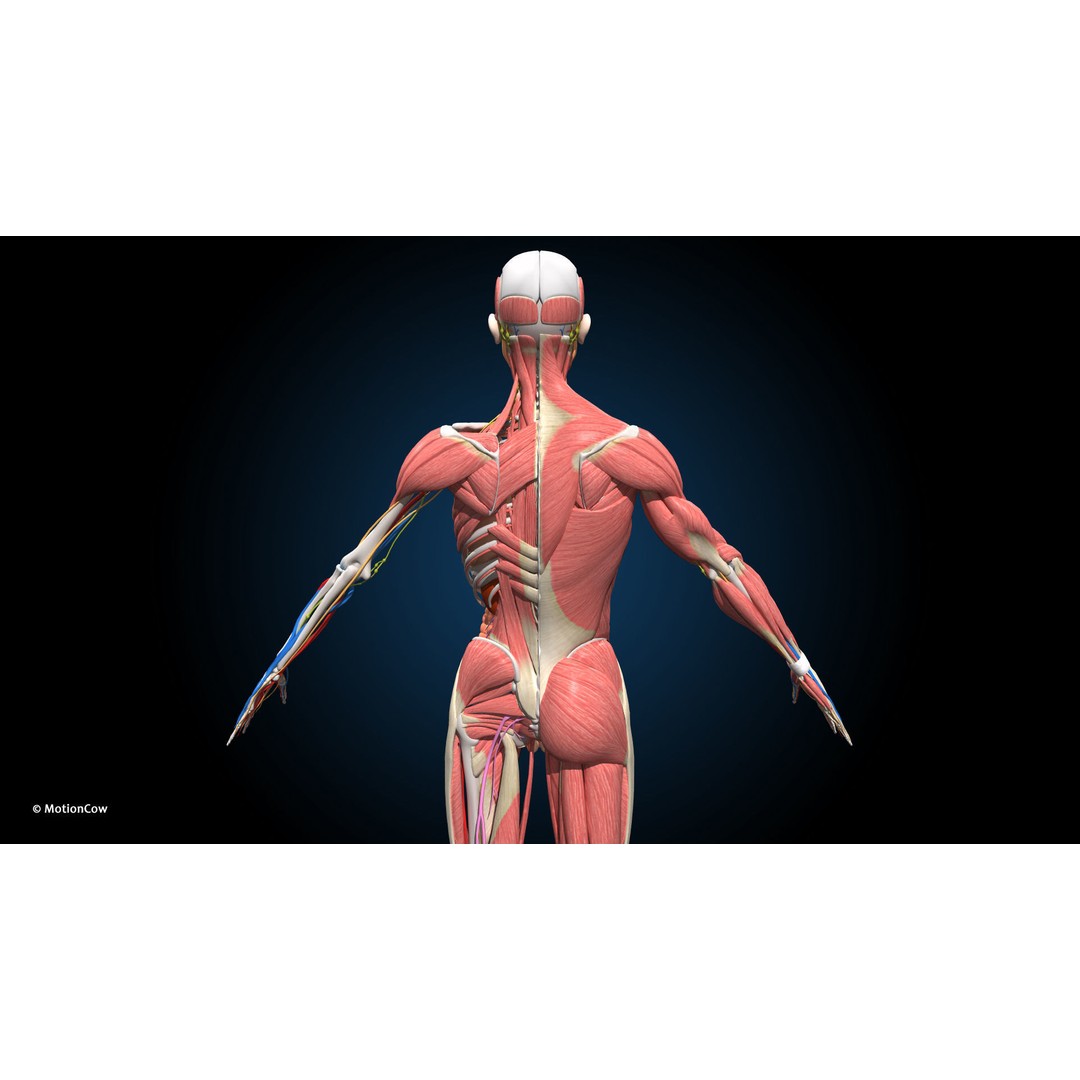 Ultimate Male Anatomy 3D Model – Advanced Rigged Character with 50+ Animations - View 10