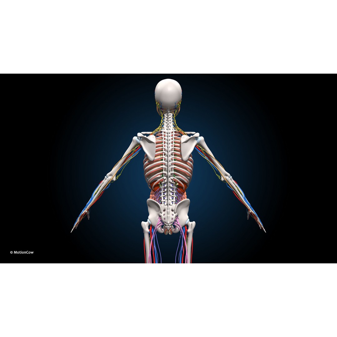 Ultimate Male Anatomy 3D Model – Advanced Rigged Character with 50+ Animations - View 11