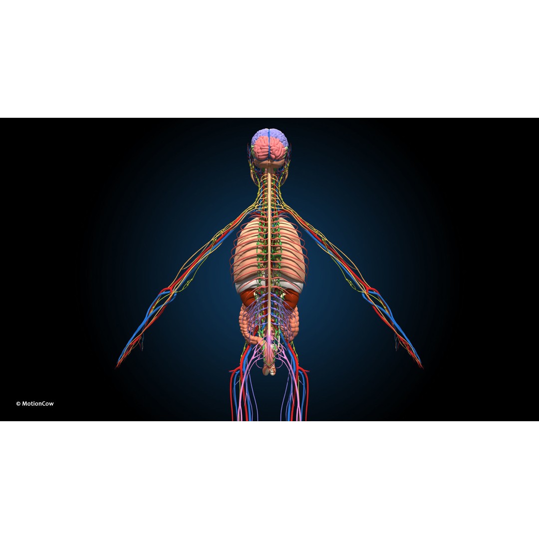 Ultimate Male Anatomy 3D Model – Advanced Rigged Character with 50+ Animations - View 12