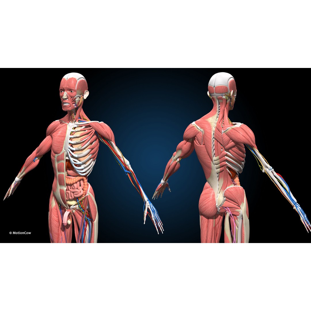 Ultimate Male Anatomy 3D Model – Advanced Rigged Character with 50+ Animations - View 13