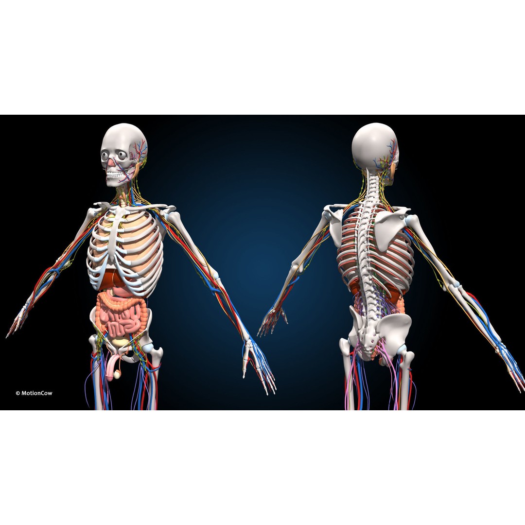 Ultimate Male Anatomy 3D Model – Advanced Rigged Character with 50+ Animations - View 14
