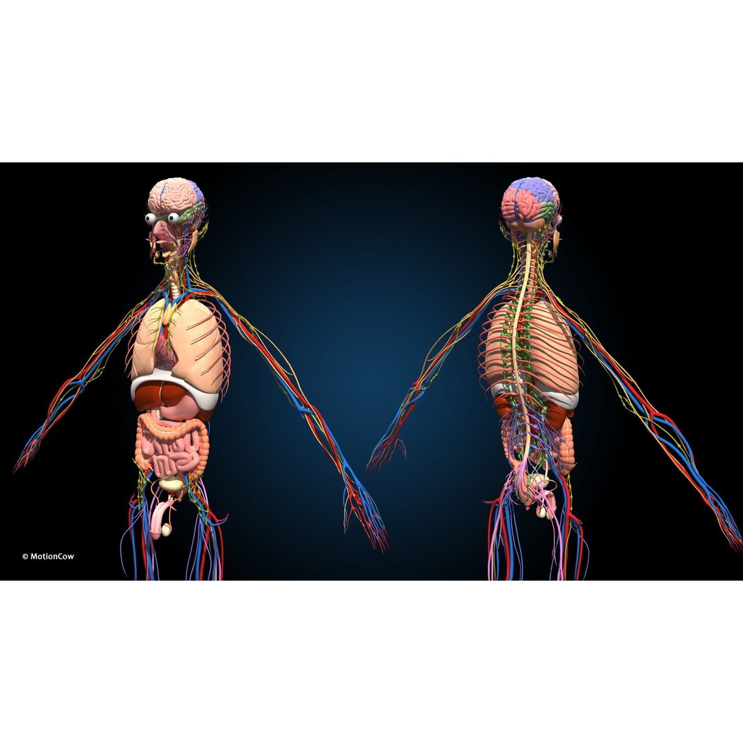 Ultimate Male Anatomy 3D Model – Advanced Rigged Character with 50+ Animations - View 15