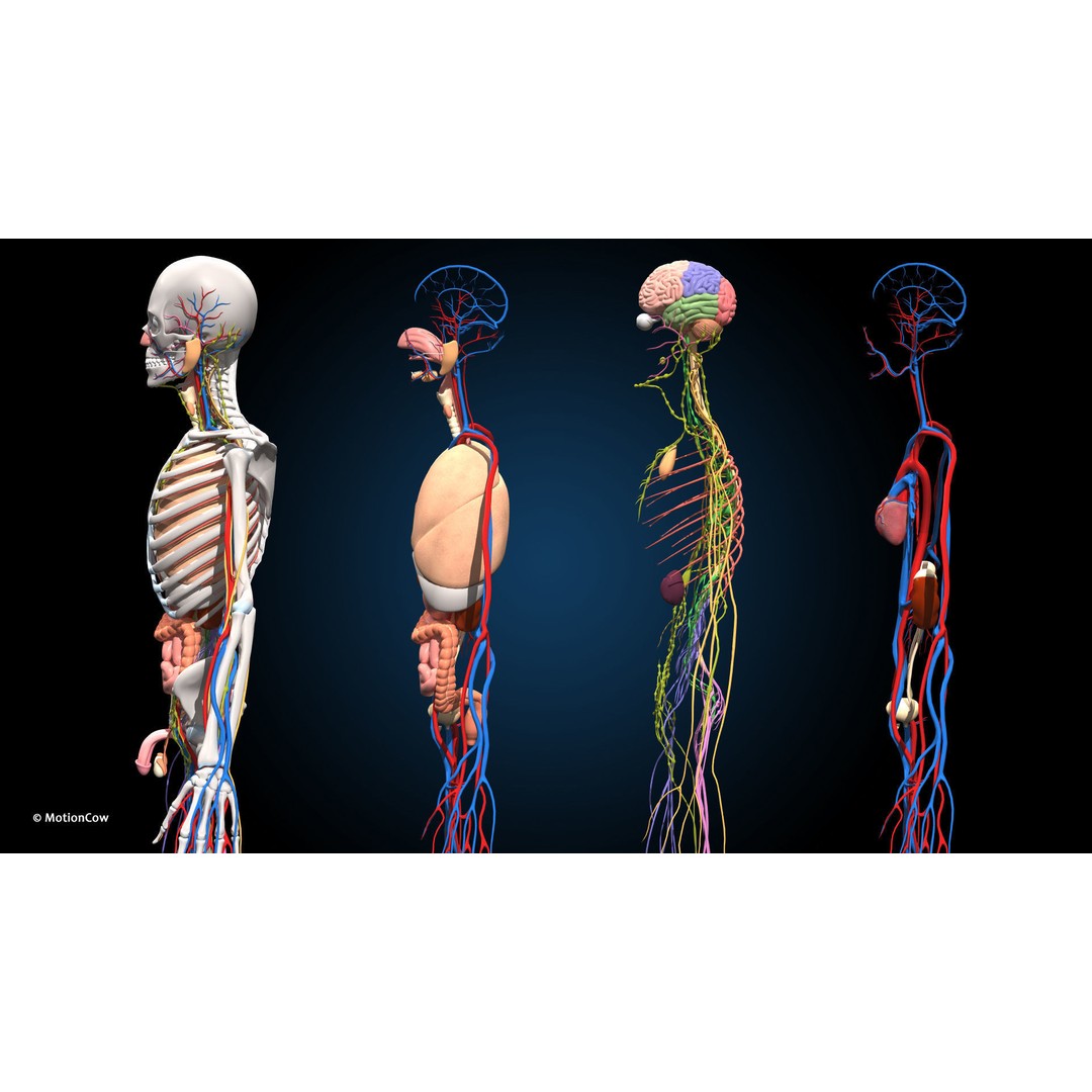 Ultimate Male Anatomy 3D Model – Advanced Rigged Character with 50+ Animations - View 16