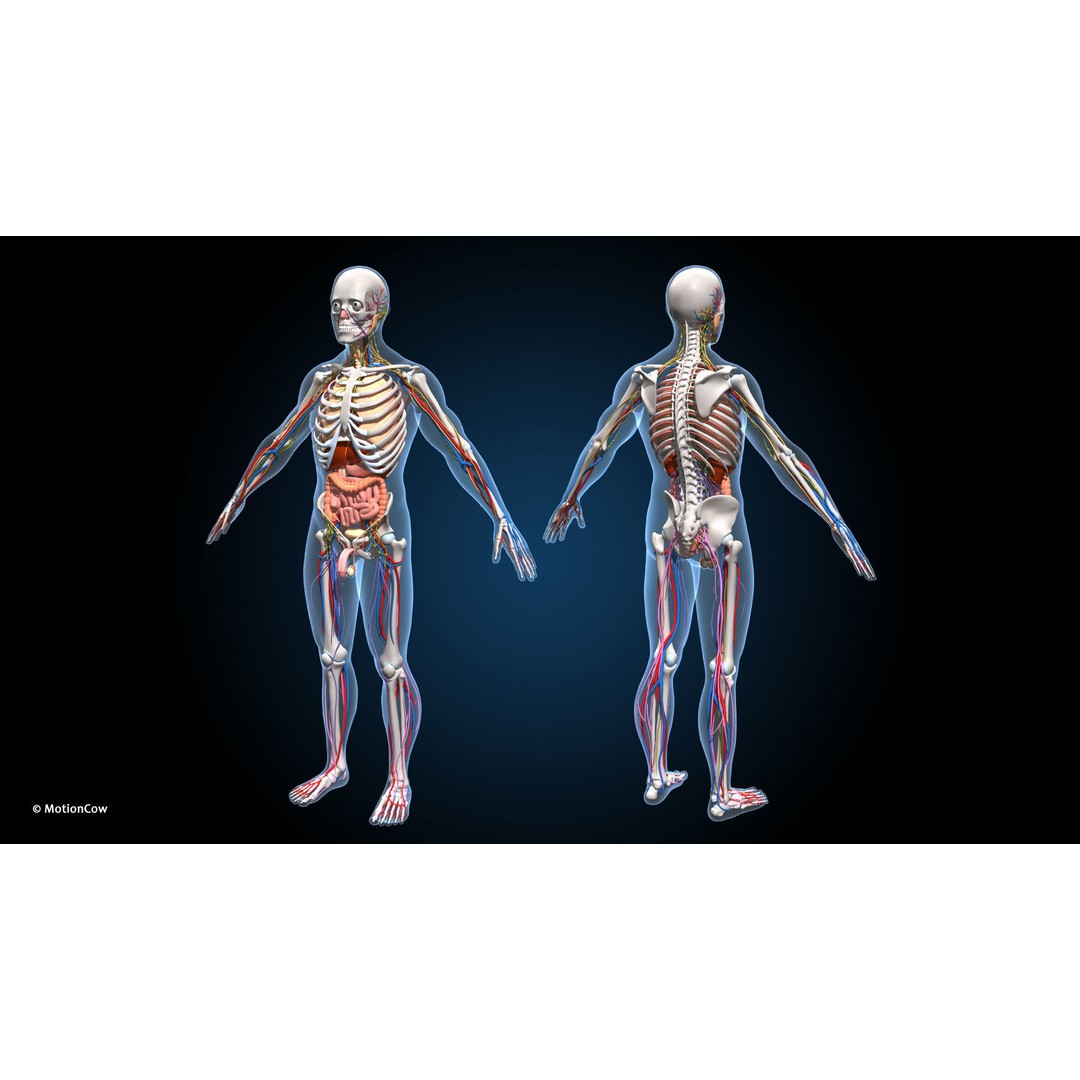 Ultimate Male Anatomy 3D Model – Advanced Rigged Character with 50+ Animations - View 17