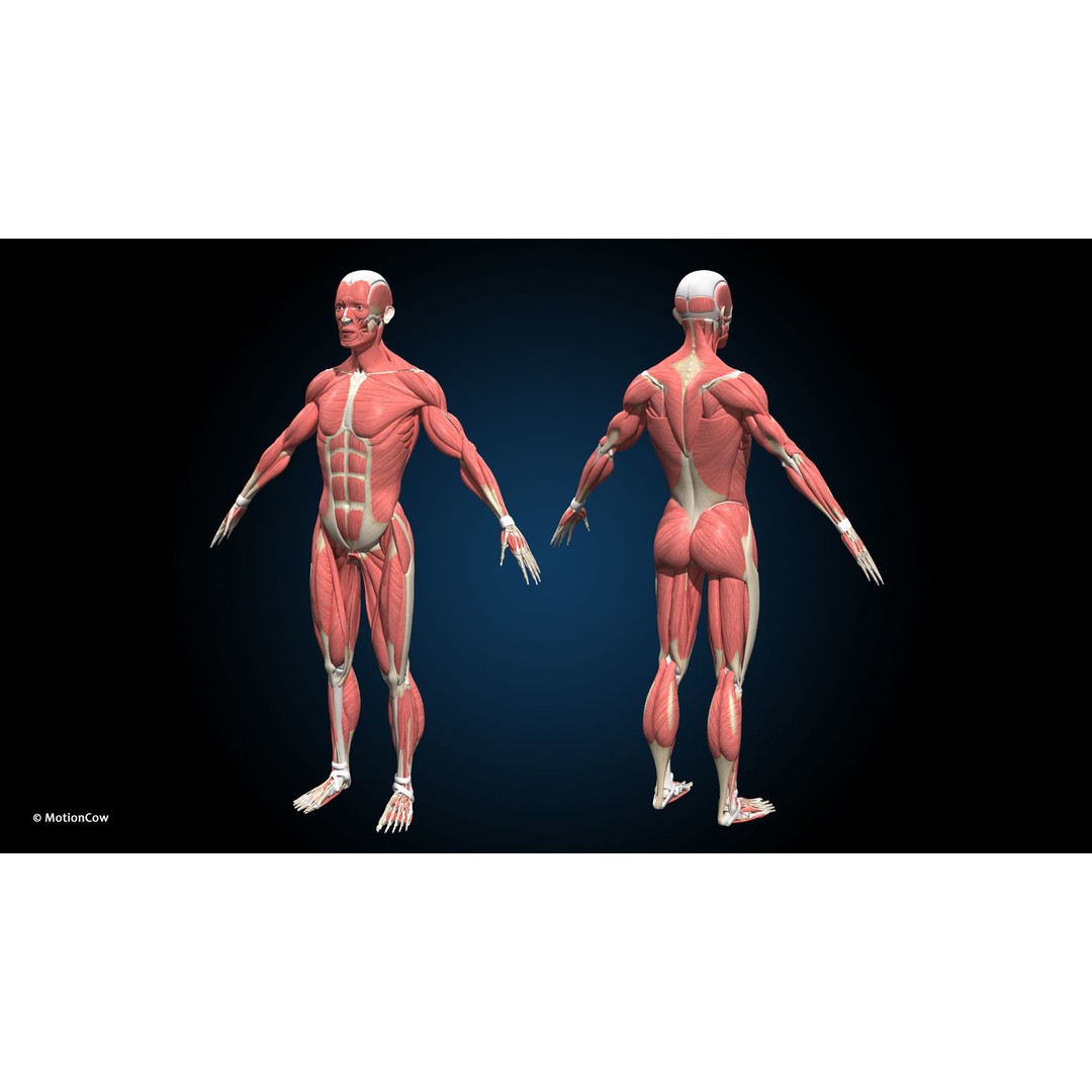 Ultimate Male Anatomy 3D Model – Advanced Rigged Character with 50+ Animations - View 18