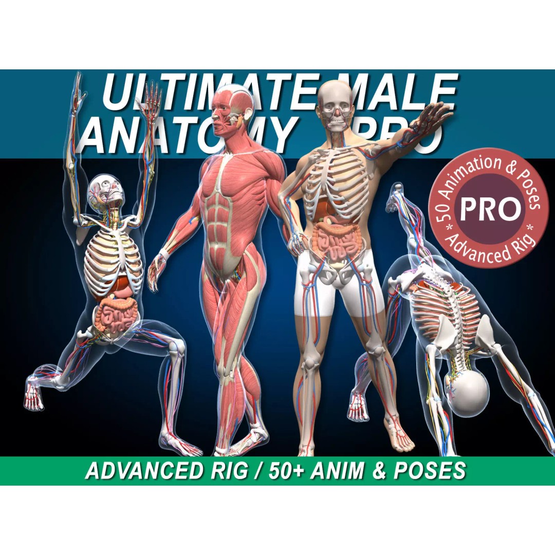 Ultimate Male Anatomy 3D Model – Advanced Rigged Character with 50+ Animations - View 2