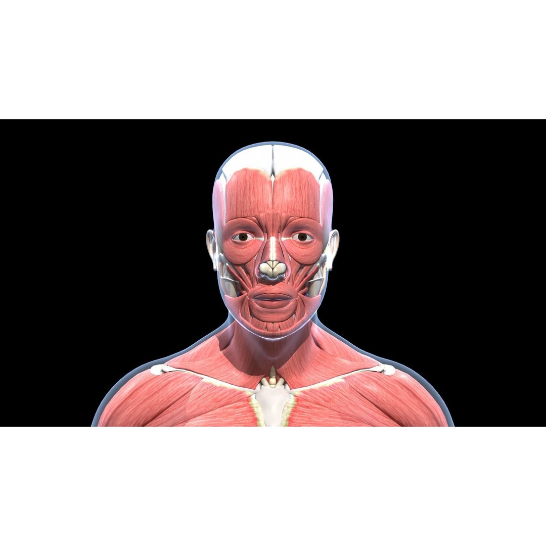 Ultimate Male Anatomy 3D Model – Advanced Rigged Character with 50+ Animations - View 20