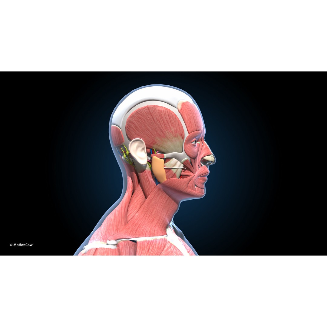 Ultimate Male Anatomy 3D Model – Advanced Rigged Character with 50+ Animations - View 21