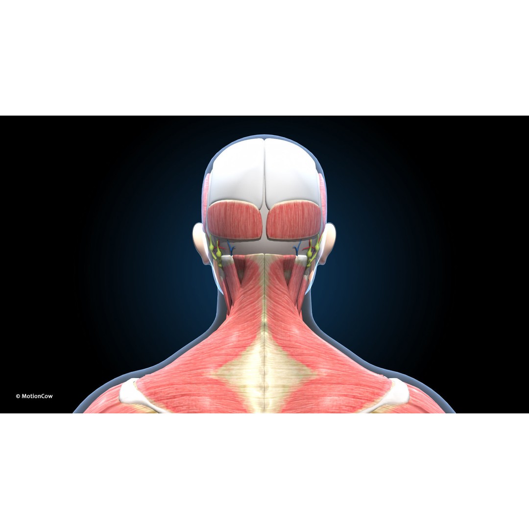 Ultimate Male Anatomy 3D Model – Advanced Rigged Character with 50+ Animations - View 22