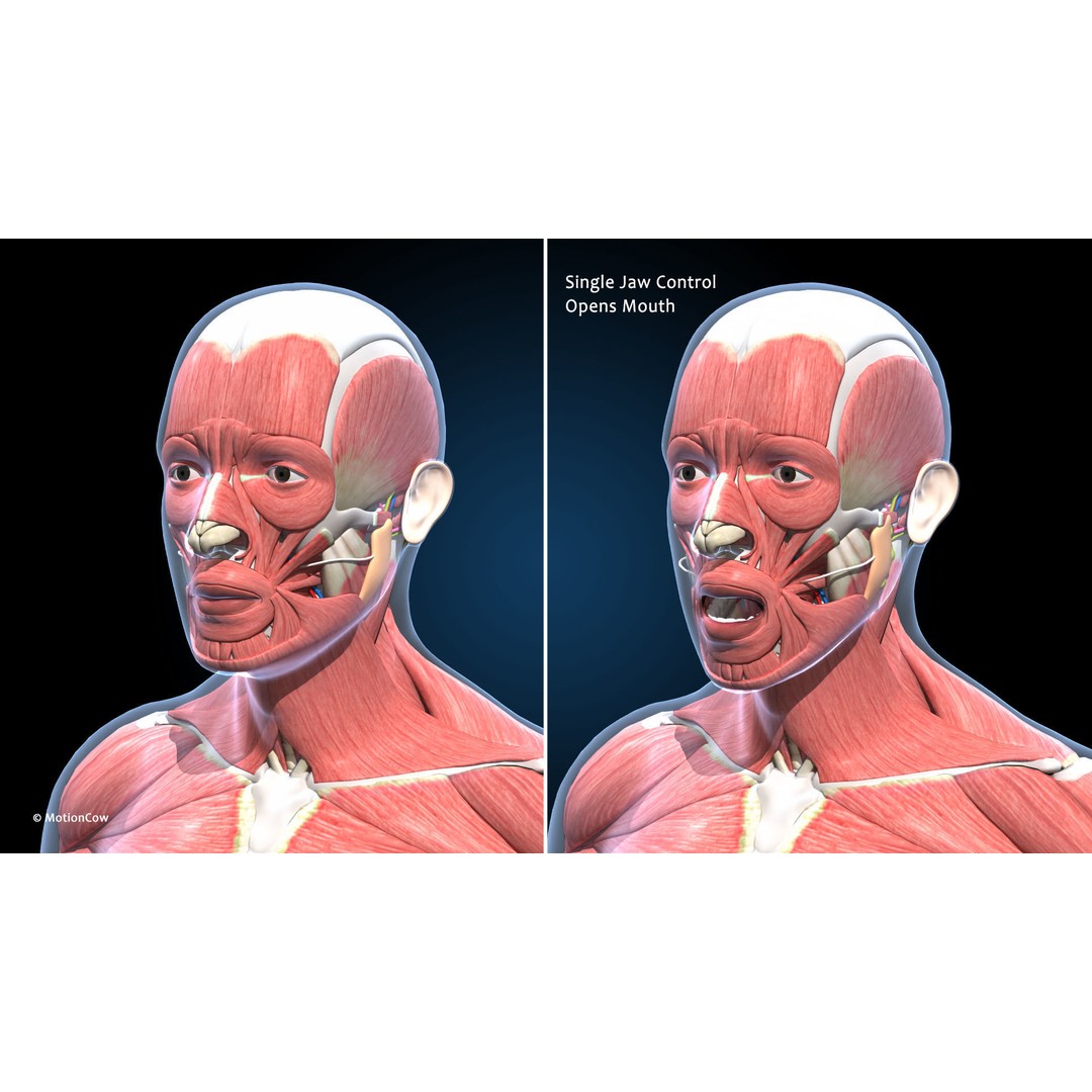 Ultimate Male Anatomy 3D Model – Advanced Rigged Character with 50+ Animations - View 23