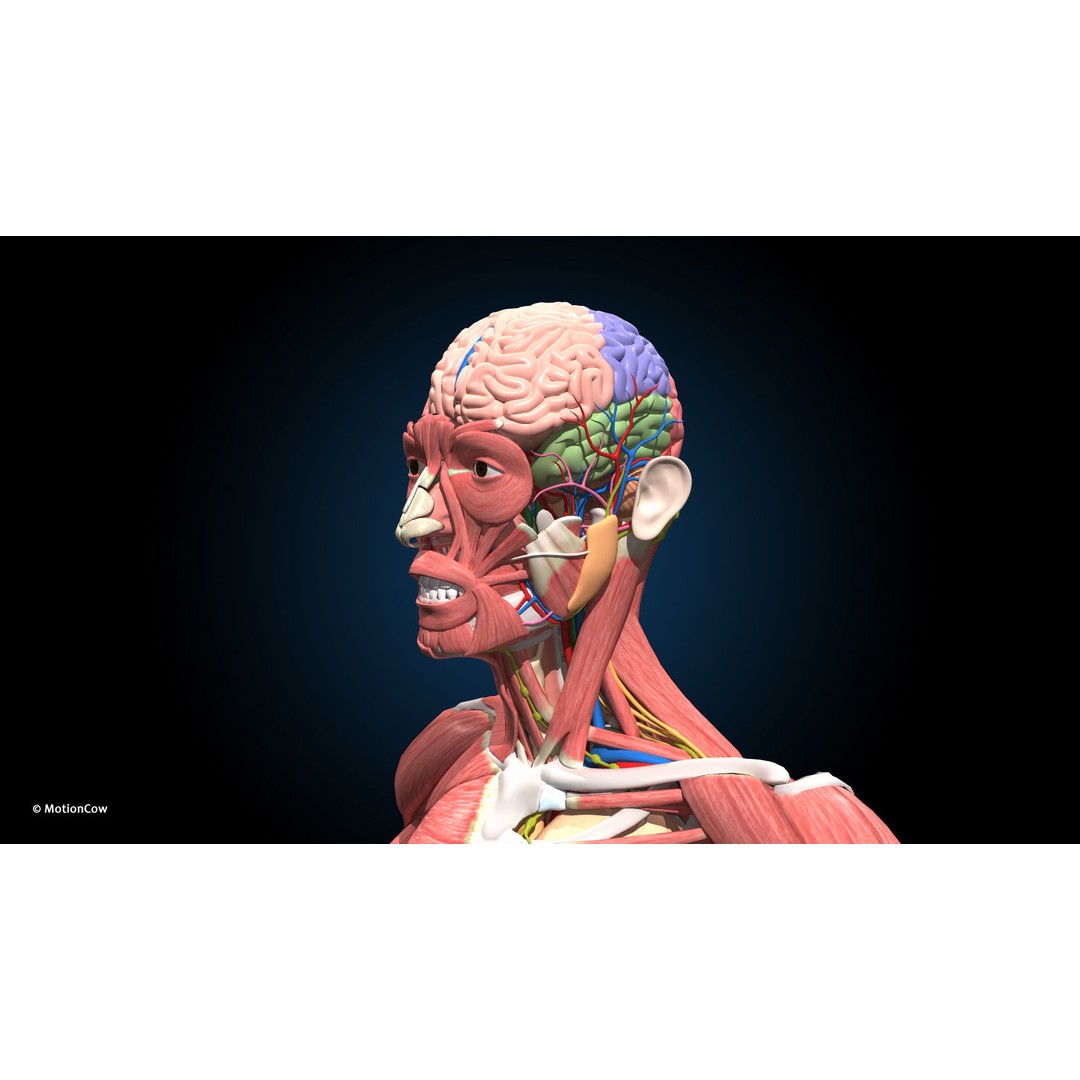 Ultimate Male Anatomy 3D Model – Advanced Rigged Character with 50+ Animations - View 24