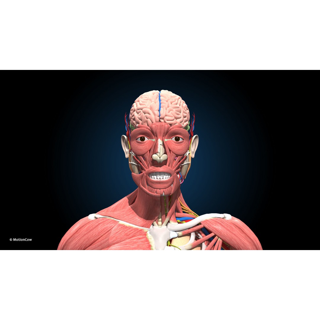 Ultimate Male Anatomy 3D Model – Advanced Rigged Character with 50+ Animations - View 25