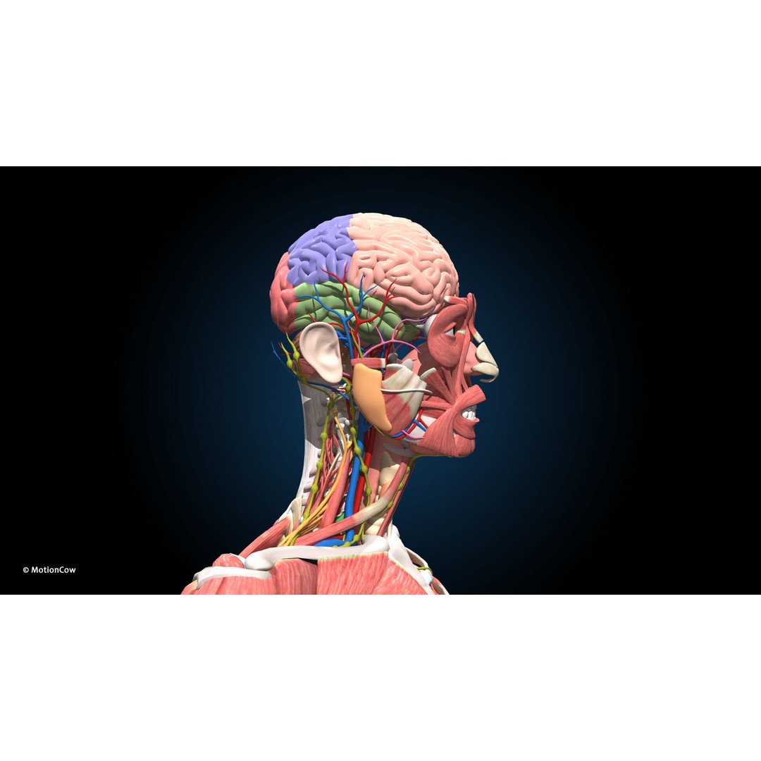 Ultimate Male Anatomy 3D Model – Advanced Rigged Character with 50+ Animations - View 26