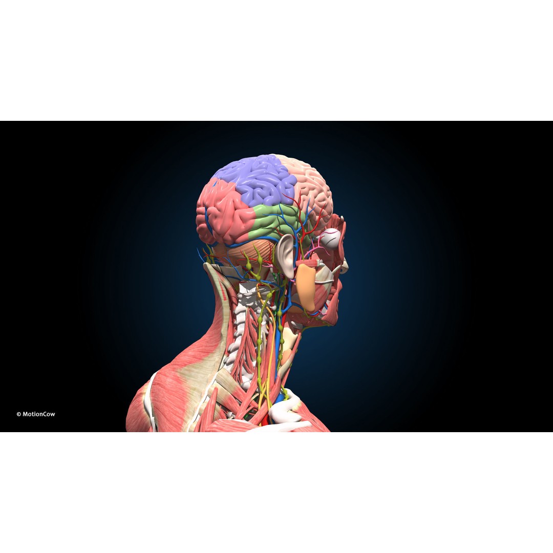 Ultimate Male Anatomy 3D Model – Advanced Rigged Character with 50+ Animations - View 27