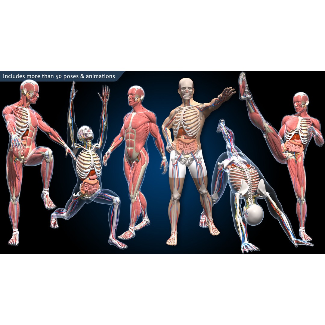 Ultimate Male Anatomy 3D Model – Advanced Rigged Character with 50+ Animations - View 3
